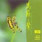 NATURE'S CONCERTOS XRCD24